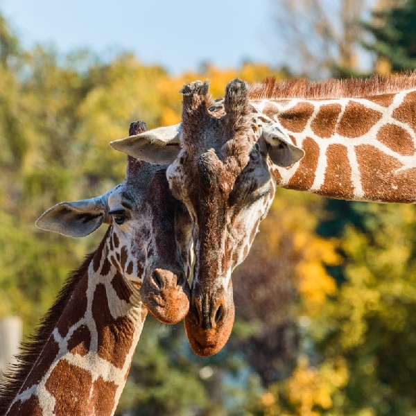 Gîte Proche du ZooParc de Beauval